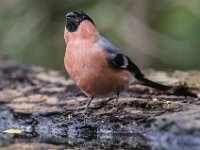 Pyrrhula pyrrhula 99, Goudvink, adult, male, Saxifraga-Theo Verstrael