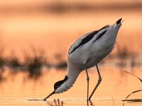 foraging pied avocet picking up food from water  foraging pied avocet (Recurvirostra avosetta) wading in water in early orange light and looking for food during sunrise : Legs, Netherlands, Pied, Protection, Recurvirostra, animal, asian, avocet, avosetta, background, beak, beautiful, bill, bird, birdwatcher, birdwatching, black, breeding, denmark, eating, environment, europe, fauna, feather, feeding, foraging, france, friesland, groningen, holland, kluut, leg, long, marsh, migratory, mud, mudflat, nature, saebelschnaebler, shore, spain, spring, swamp, wadden, waddensea, wader, water, white, wild, wildlife