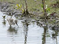 Recurvirostra avosetta 105, Kluut, chicken, Saxifraga-Theo Verstrael
