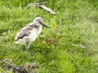 Recurvirostra avosetta 107, Kluut, chicken, Saxifraga-Theo Verstrael