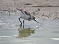 Recurvirostra avosetta 16, Kluut, juvenile, Saxifraga-Piet Munsterman