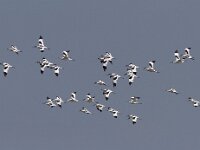 Recurvirostra avosetta 19, Kluut, Saxifraga-Mark Zekhuis