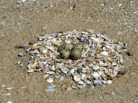 Recurvirostra avosetta 20, Kluut, Saxifraga-Peter Meininger