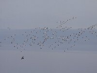 Recurvirostra avosetta 47, Kluut, Saxifraga-Mark Zekhuis