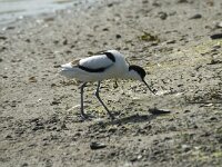 Recurvirostra avosetta 6, Kluut, Saxifraga-Marijke Verhagen