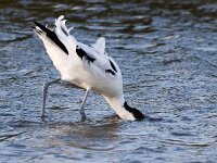 Recurvirostra avosetta 97, Kluut, Saxifraga-Bart Vastenhouw