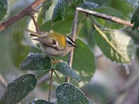 Regulus ignicapillus 14, Vuurgoudhaan, Saxifraga-Luc Hoogenstein