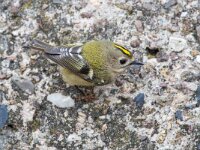 Regulus regulus 101, Goudhaan, Saxifraga-Luc Hoogenstein