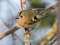 Regulus regulus 104, Goudhaan, Saxifraga-Luc Hoogenstein