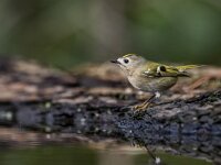 Regulus regulus 108, Goudhaan, adult, Saxifraga-Theo Verstrael