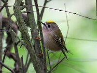 Regulus regulus 20, Goudhaan, Saxifraga-Bart Vastenhouw