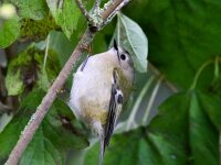 Regulus regulus 30, Goudhaan, Saxifraga-Bart Vastenhouw
