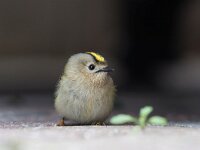 Regulus regulus 52, Goudhaan, Saxifraga-Dirk Hilbers