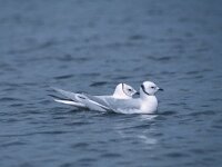 Rhodostethia rosea 2, Ross´ meeuw, pair, Saxifraga-Piet Munsterman