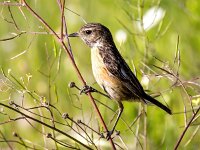 Saxicola rubicola 141, Roodborsttapuit, Saxifraga-Bart Vastenhouw