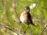 Saxicola rubicola 142, Roodborsttapuit, Saxifraga-Bart Vastenhouw