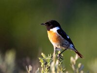 Saxicola rubicola 145, Roodborsttapuit, Saxifraga-Bart Vastenhouw