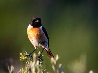 Saxicola rubicola 146, Roodborsttapuit, Saxifraga-Bart Vastenhouw
