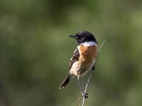 Saxicola rubicola 149, Roodborsttapuit, Saxifraga-Bart Vastenhouw