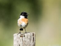 Saxicola rubicola 156, Roodborsttapuit, adult, male, Saxifraga-Theo Verstrael