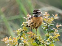 Saxicola rubicola 158, Roodborsttapuit, adult, male, Saxifraga-Theo Verstrael