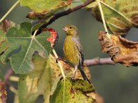 Serinus canaria 11, Kanarie, Saxifraga-Dirk Hilbers