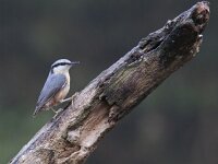 Sitta europaea 23, Boomklever, Saxifraga-Mark Zekhuis