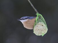 Boomklever, Wood Nuthatch, Sitta europaea  Boomklever in een eikenbos op het Buursezand. Wood Nuthatch, Sitta europaea  Het Buurserzand is aangewezen als Natura 2000-gebied in het kader van de Natuurbeschermingswet. : Haaksbergen, Natuurmonumenten, bird, cold, nature, natuurgebied, freezing, december, Sitta europaea, natuur, koude, Buurse, nature reserve, protected, kou, Wood Nuthatch, Boomklever, black, winter, beschermd, orange, Natura 2000-gebied, Vogelrichtlijn, blauwgrijs, blue grey, Overijssel, Natura 2000, Nederland, vogel, oranje, snow, sneeuw, The Netherlands, Habitatrichtijn, zwart, Special Protected Area, Buurserzand, nature area