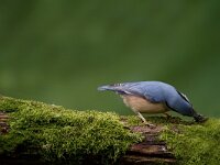 Boomklever  Boomklever te Garderen : Sitta europaea