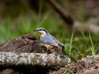 Sitta europaea 8, Boomklever, Saxifraga-Jan Nijendijk