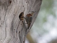 Sitta krueperi 4, Turkse boomklever, Saxifraga-Luc Hoogenstein