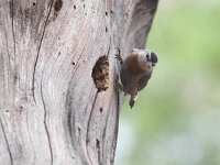 Sitta krueperi 5, Turkse boomklever, Saxifraga-Luc Hoogenstein