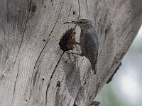 Sitta krueperi 6, Turkse boomklever, Saxifraga-Luc Hoogenstein