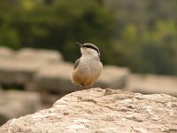 Sitta neumayer 11, Rotsklever, Saxifraga-Harry van Oosterhout : vogel, rotsklever, natuur, Griekenland, oudheid, ruïne, Delphi
