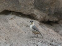 Sitta neumayer 2, Rotsklever, Saxifraga-Piet Munsterman