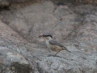 Sitta neumayer 7, Rotsklever, Saxifraga-Piet Munsterman