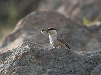 Sitta neumayer 9, Rotsklever, Saxifraga-Piet Munsterman