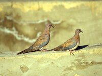 Spilopelia senegalensis 6, Palmtortel, Saxifraga-Peter Meininger