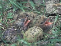 Sterna albifrons 11, Dwergstern, Saxifraga-Edo van Uchelen