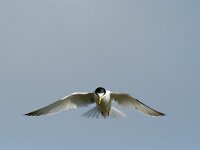 Sterna albifrons 14, Dwergstern, Saxifraga-Piet Munsterman