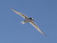 Sterna albifrons 15, Dwergstern, Saxifraga-Peter Meininger