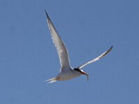 Sterna albifrons 16, Dwergstern, Saxifraga-Peter Meininger