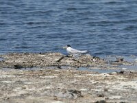 Sterna albifrons 18, Dwergstern, Saxifraga-Dirk Hilbers