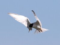 Sterna albifrons 21, Dwergstern, Saxifraga-Henk Baptist