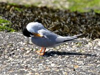 Sterna albifrons 22, Dwergstern, Saxifraga-Henk Baptist