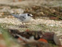 Sterna albifrons 30, juvenile, Dwergstern, Saxifraga-Mark Zekhuis