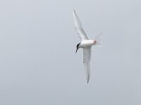 Sterna dougallii 11, Dougalls stern, Saxifraga-Mark Zekhuis