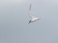 Sterna dougallii 6, Dougalls stern, Saxifraga-Mark Zekhuis