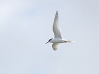 Sterna dougallii 8, Dougalls stern, Saxifraga-Mark Zekhuis