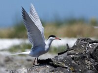 Sterna hirundo 129, Visdief, adult, Saxifraga-Theo Verstrael